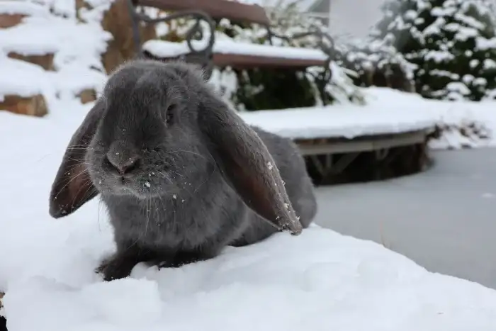 Modrý Francouzský Beran