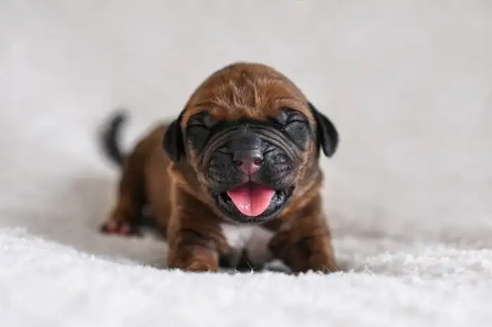 Oranžový chlapeček