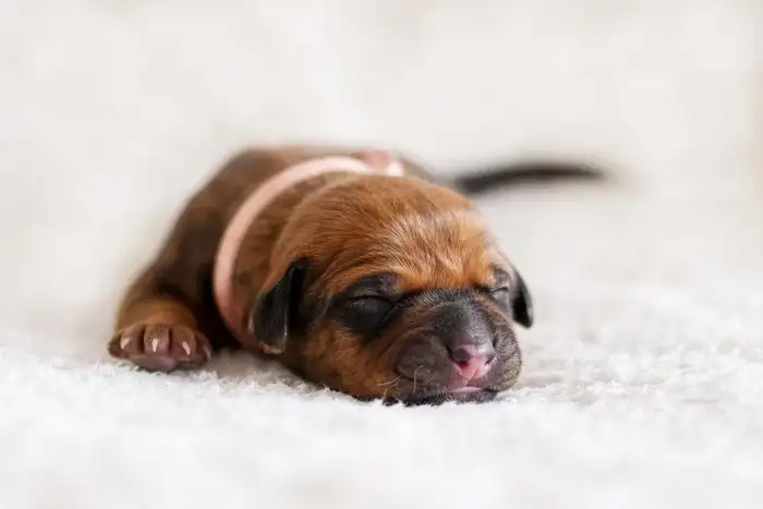 Růžová holčička