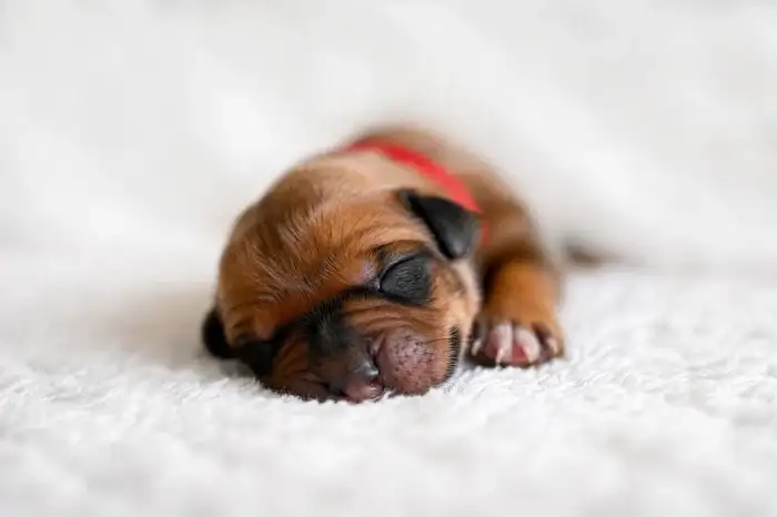 Červená holčička