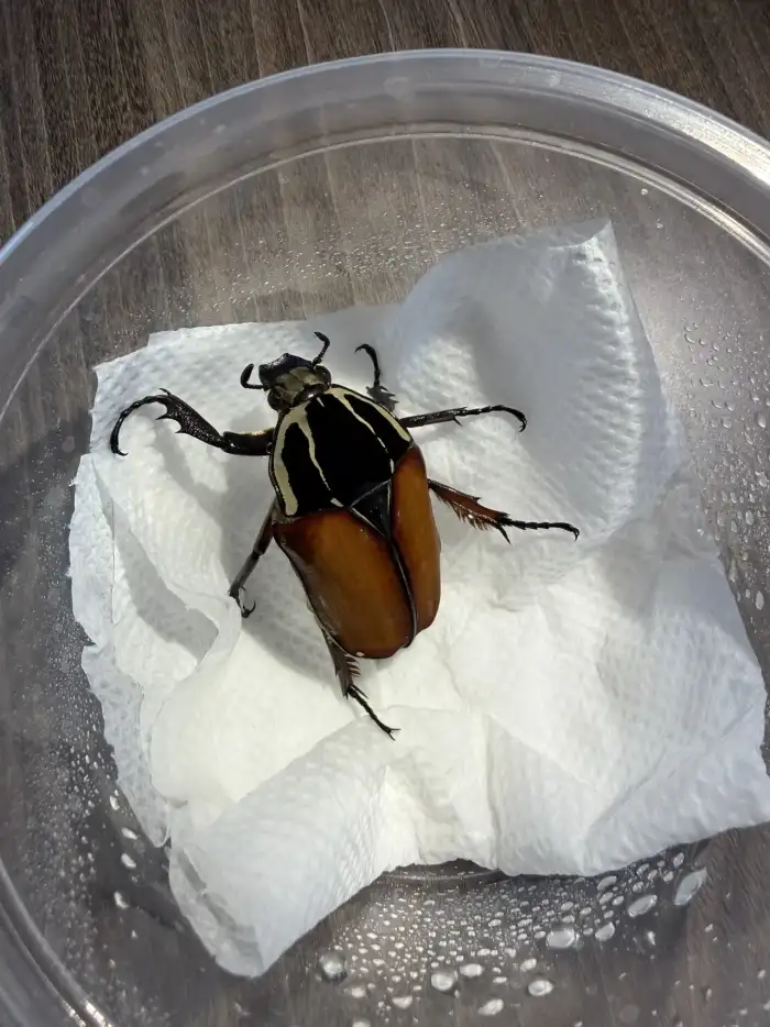 Mecynorhina torquata ugandensis