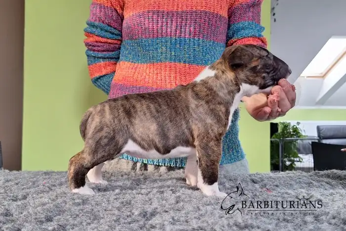 Fenka, Barbiturians DOBRA WRÓŻBA, 4 weeks.