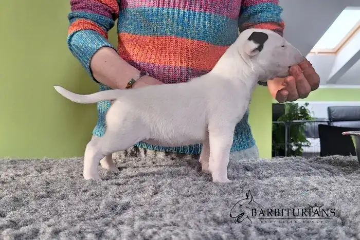 Fenka, Barbiturians DYSKRETNA ELEGANCJA, 4 weeks.