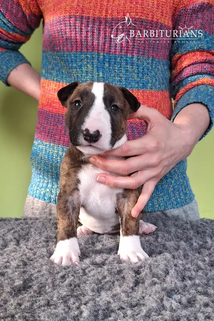 Fenka, Barbiturians DOBRA WRÓŻBA, 4 weeks.