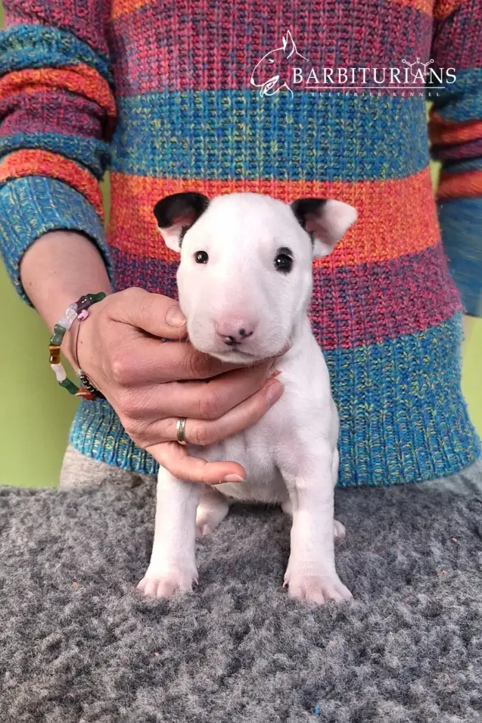Fenka, Barbiturians DYSKRETNA ELEGANCJA, 4 weeks.