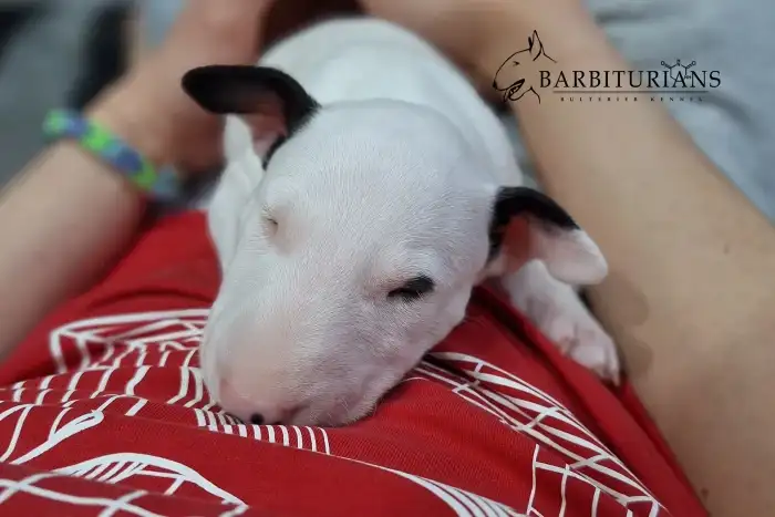 Fenka, Barbiturians DYSKRETNA ELEGANCJA, 4 weeks.