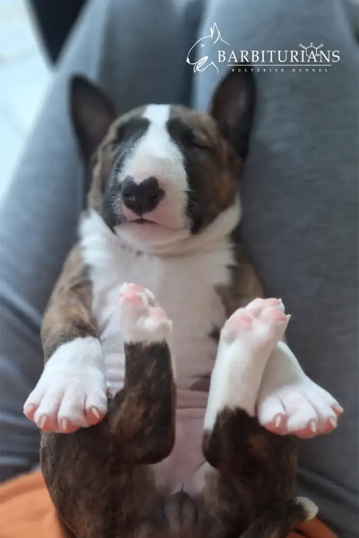 Fenka, Barbiturians DOBRA WRÓŻBA, 4 weeks.