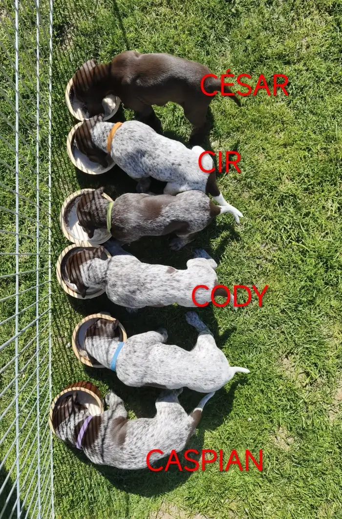 Krmení