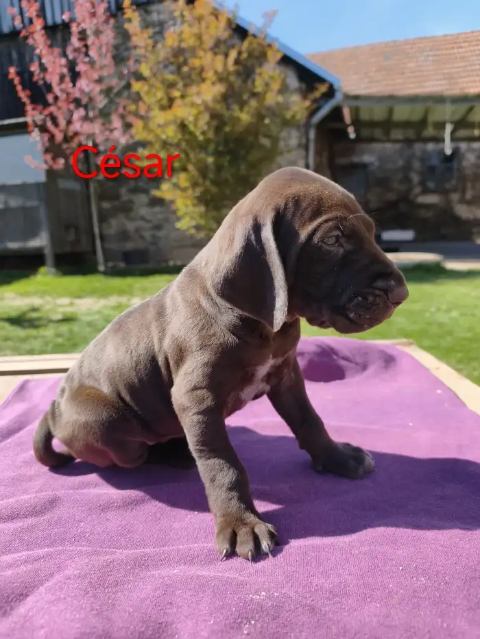César