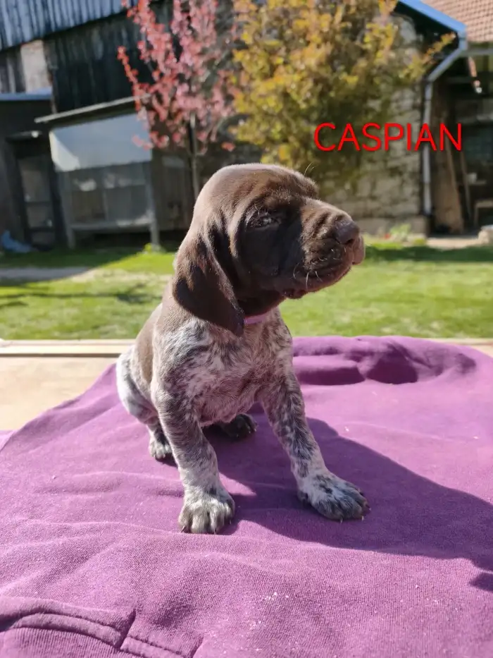 Caspian