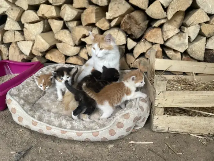 Kotatka s maminkou