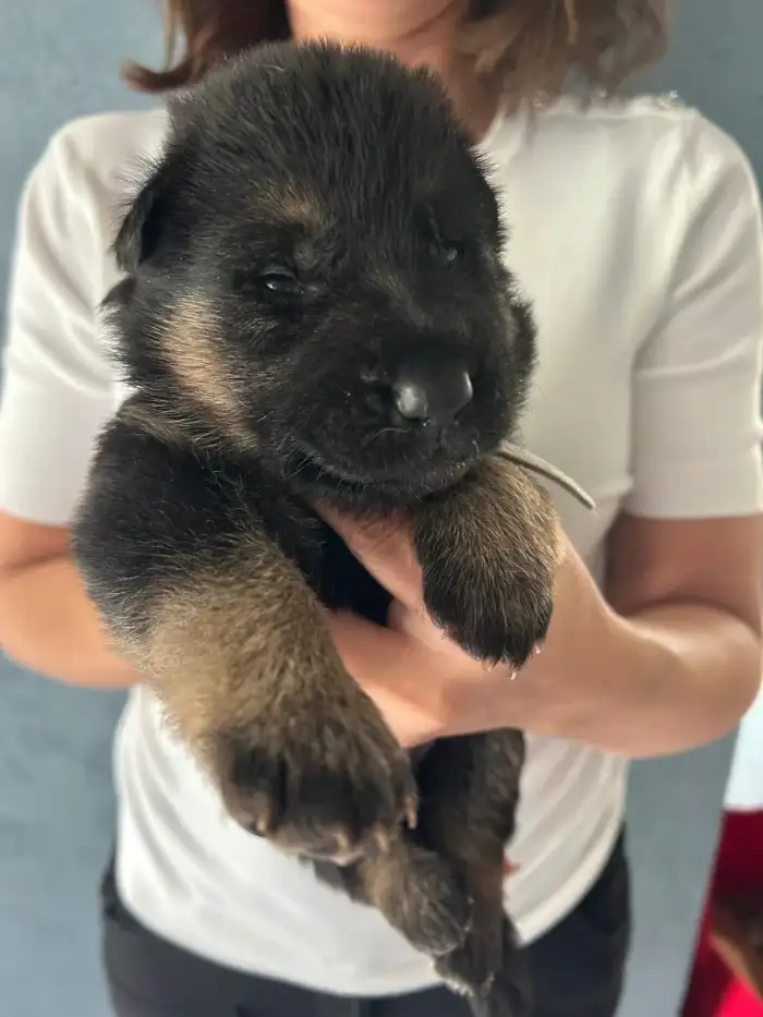 Šedá holčička Alex