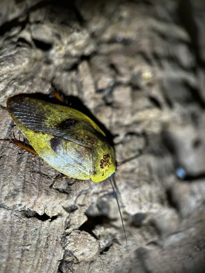 Gyna lurida
