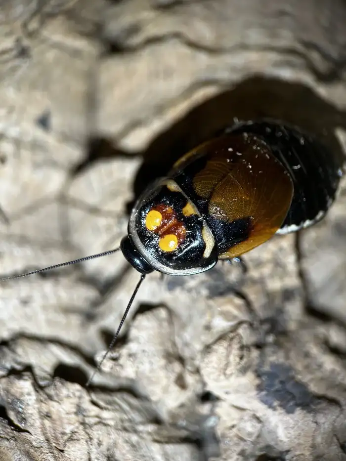 Lucihormetica verrucosa