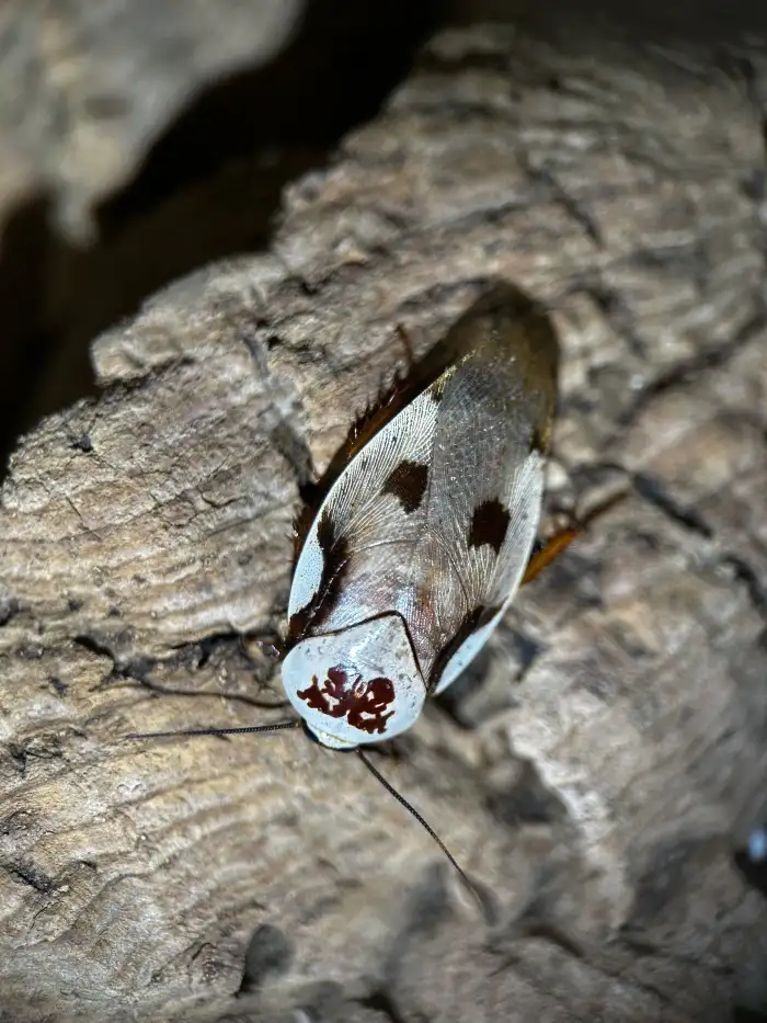 Gyna centurio