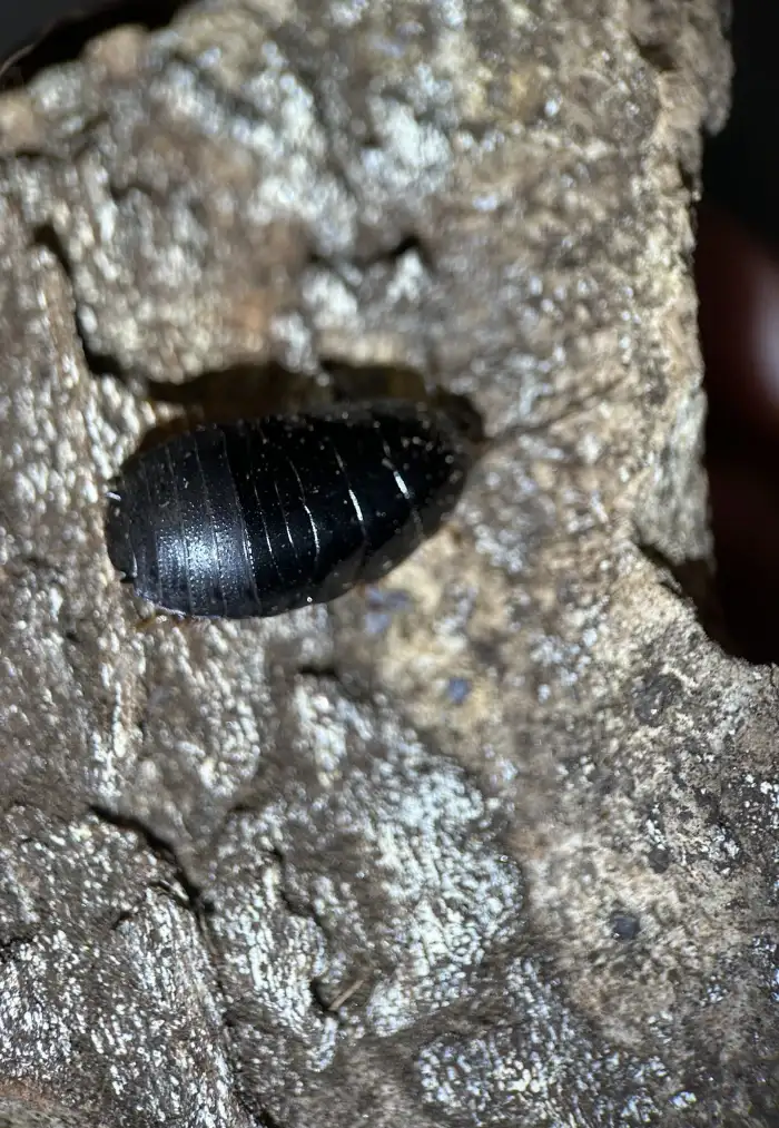 Pycnoscelus nigra