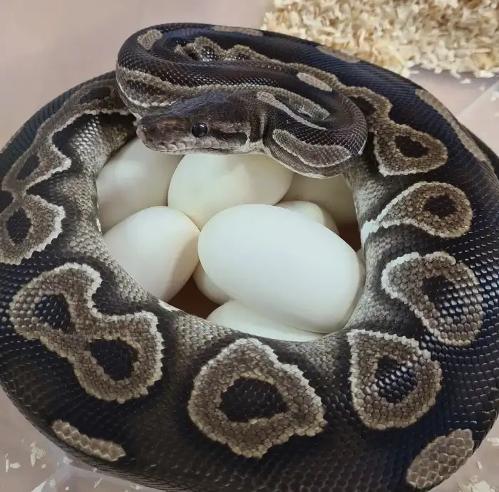 0.1 Cinnamon