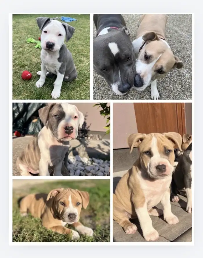POZOR, stafordí rozkošnost na útěku😊🐶🐾