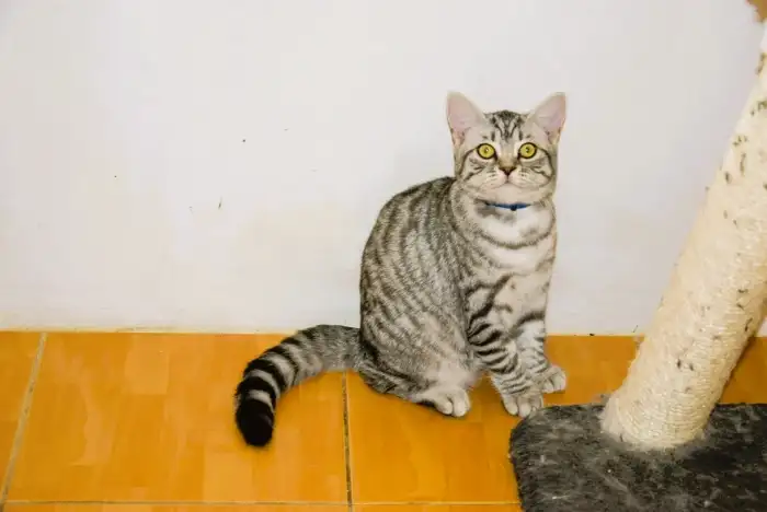 Lestr