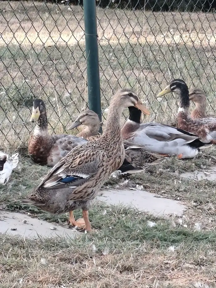 Indický běžec