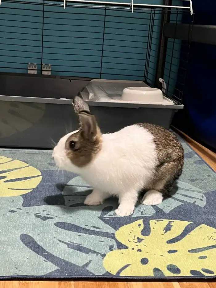 Koko
