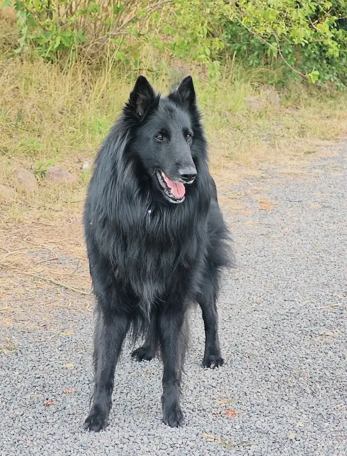 SKOLL du Domaine de Saxane