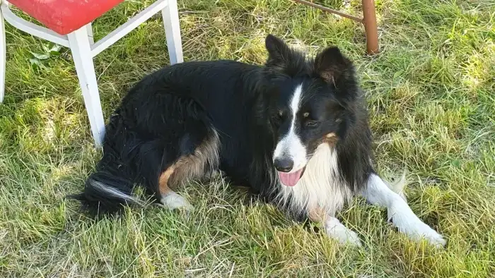Krycí pes