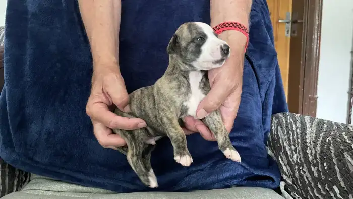 Enzo