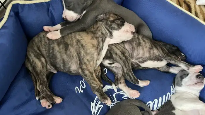 Enzo a Emanuel