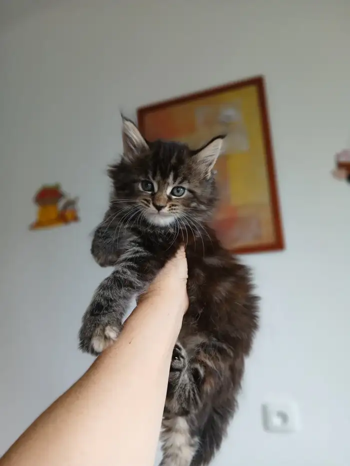 Kocicka