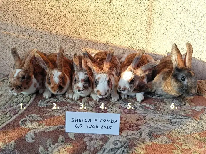 souhrnné foto celého vrhu