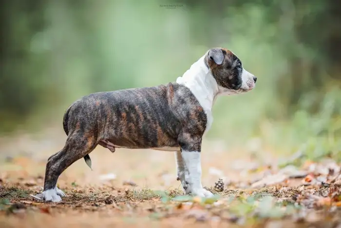 Dean Taluto Amstaff