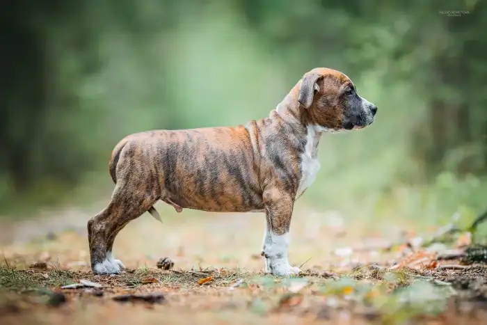 Duggie Taluto Amstaff
