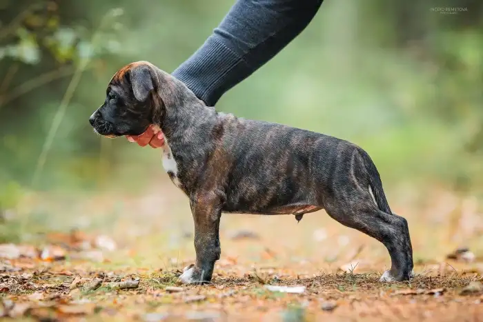 Drew Taluto Amstaff