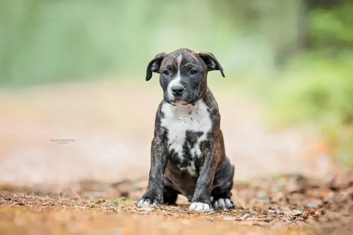 Drew Taluto Amstaff