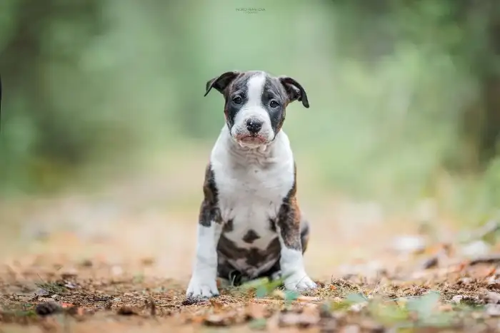Dean Taluto Amstaff