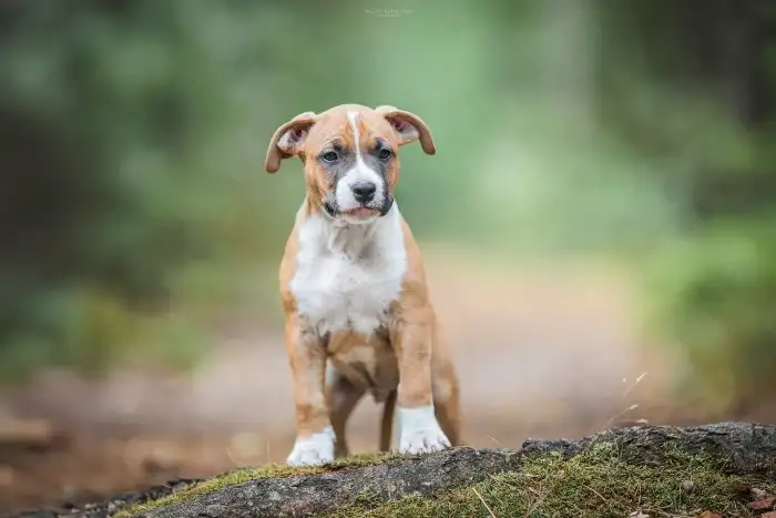 Darren Taluto Amstaff