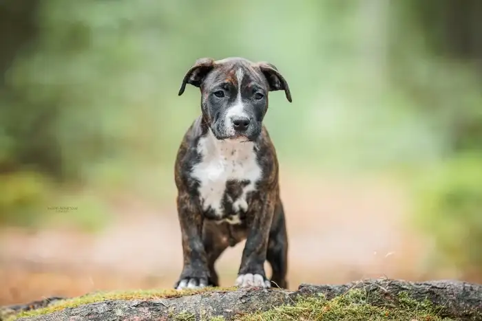 Drew Taluto Amstaff