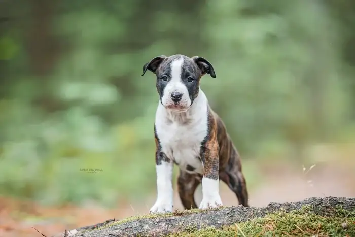Dean Taluto Amstaff