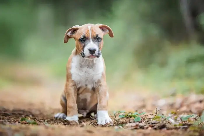 Darren Taluto Amstaff