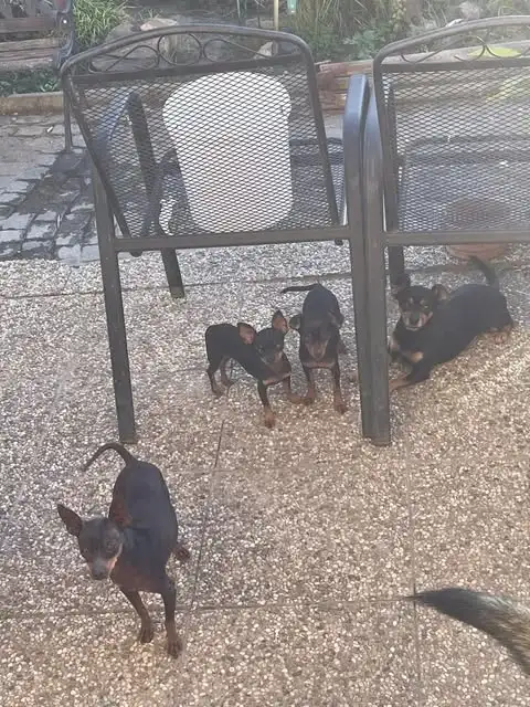 vlevo otec vpravo matka
