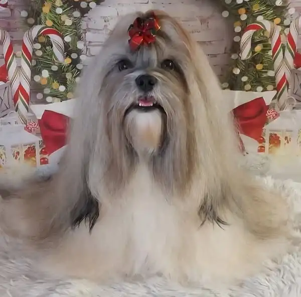 CIB, CHČMKÚ, Multichampion Chantall Dar Tibetu