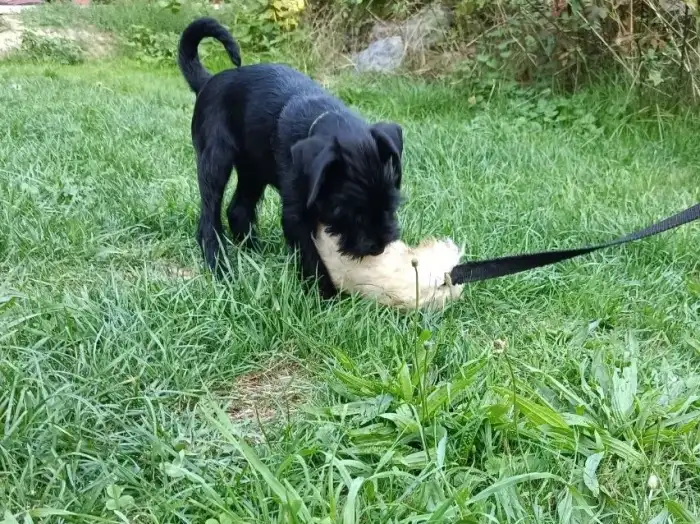 Ernie