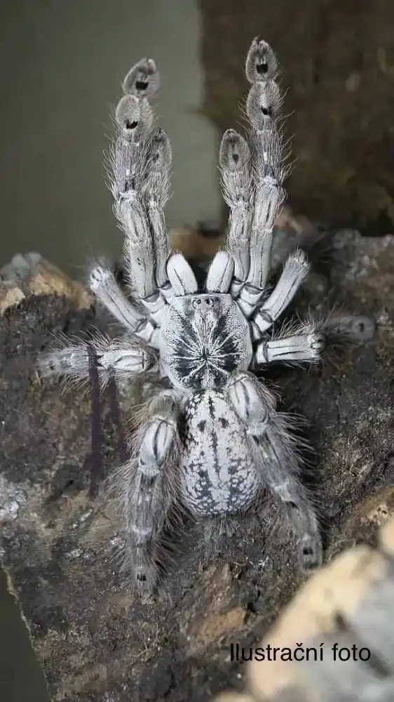 0.1 H. maculata