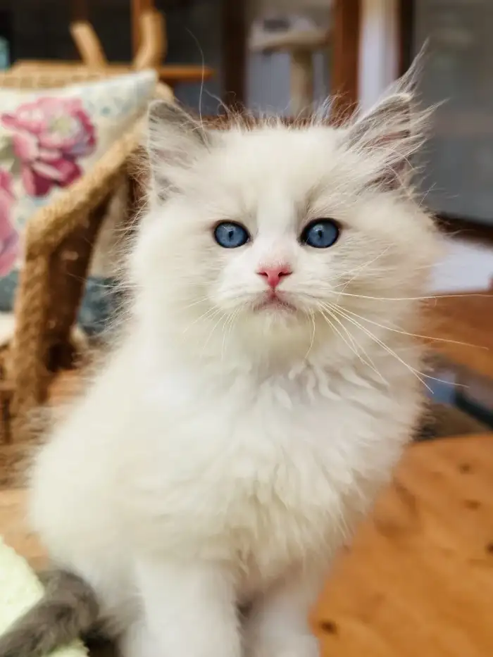 Barney - blue bicolor kluk