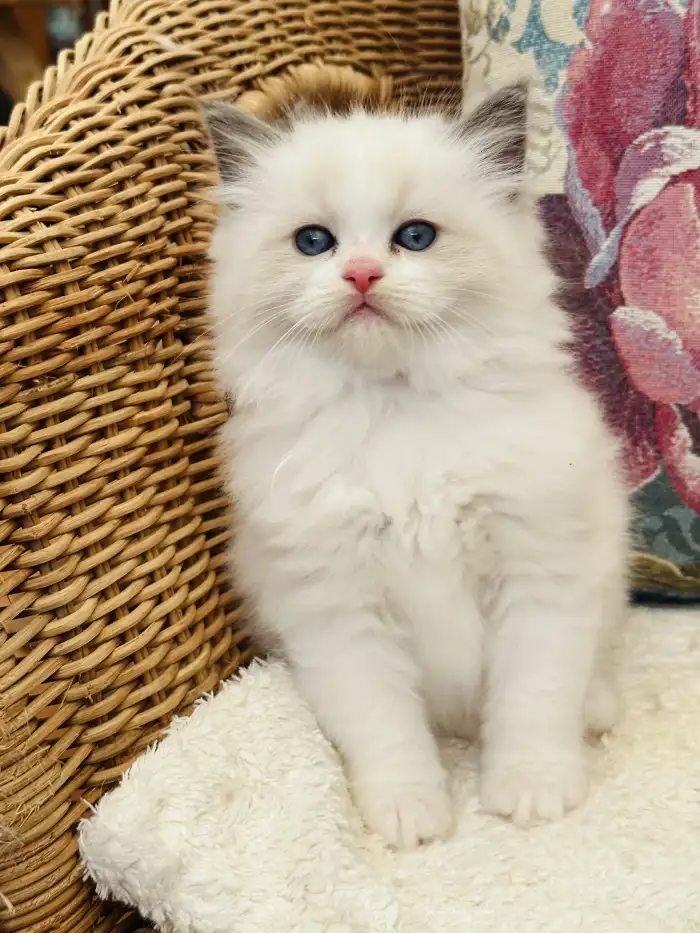 Stanley - Seal bicolor kluk