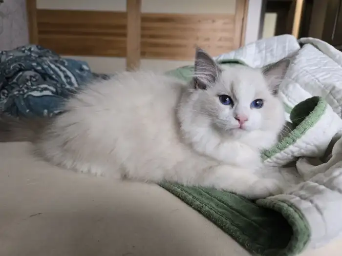 Cecilka, blue bicolor