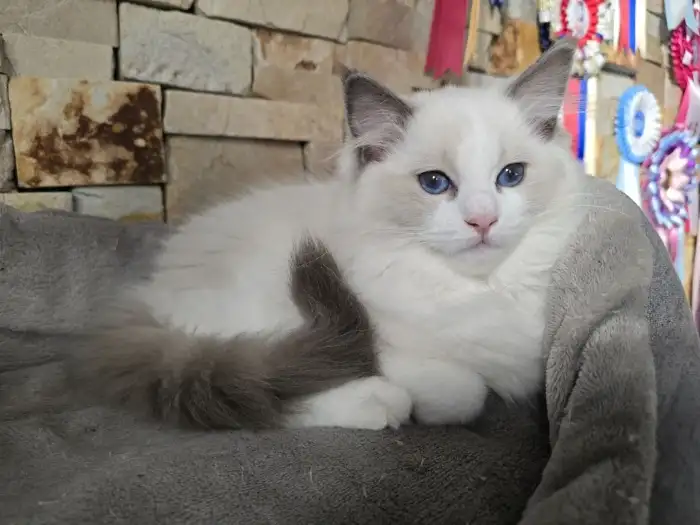 Cecilka, blue bicolor