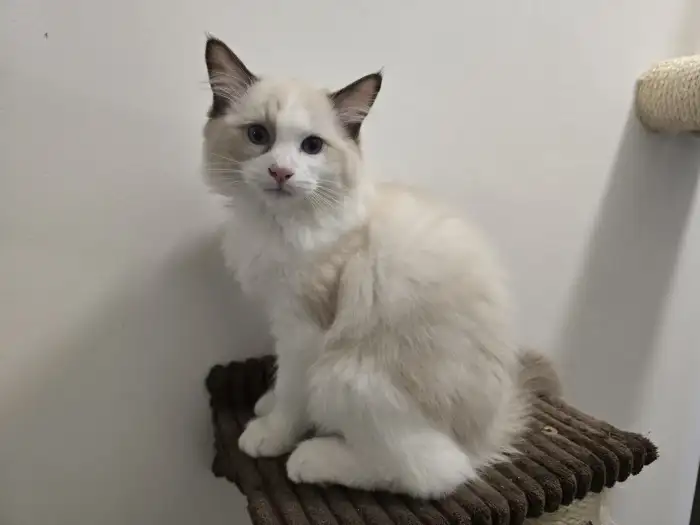 Caesar, seal bicolor
