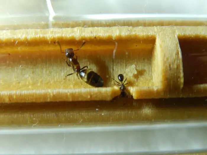 Colobopsis truncata